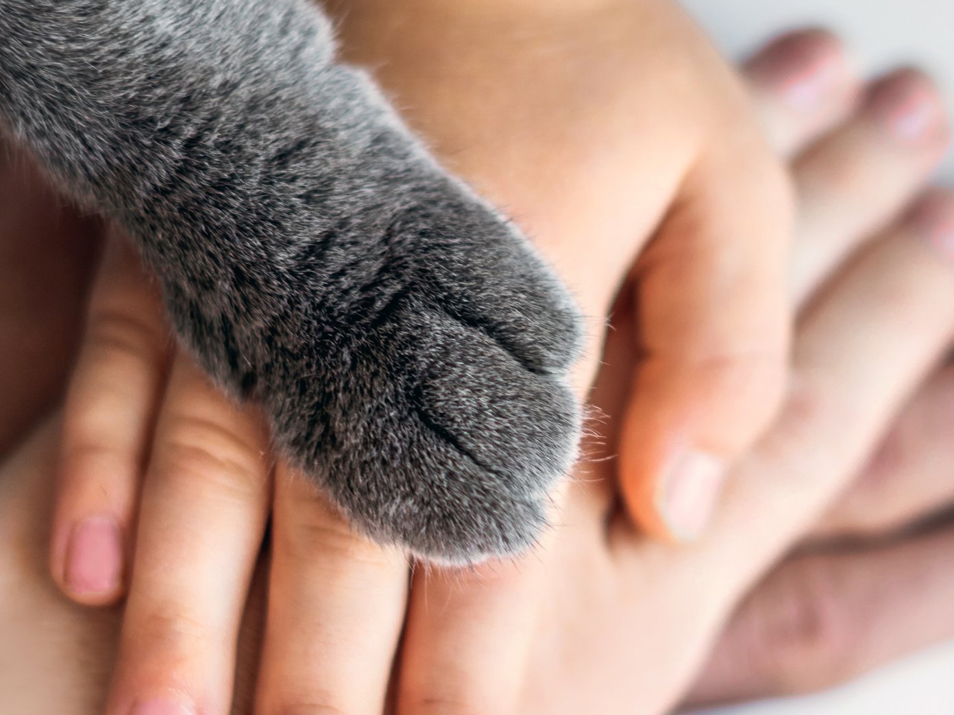 Mehrere Hände einer Familie liegen übereinander, darauf ruht die Pfote einer grauen Katze